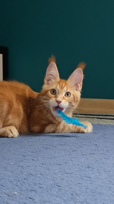 Przekochany kocurek Maine Coon