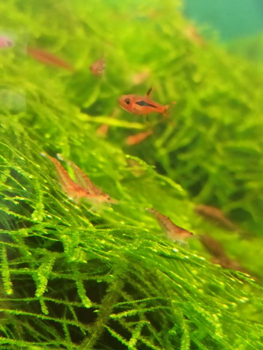 Krewetki Red po sakurach