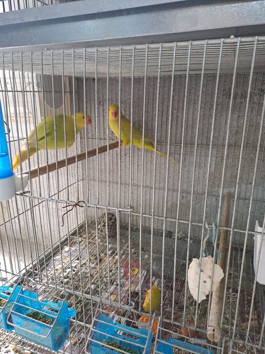 Pássaros de várias raças