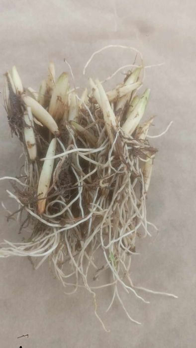 Czosnek Niedźwiedzi Cebulki 50 sztuk