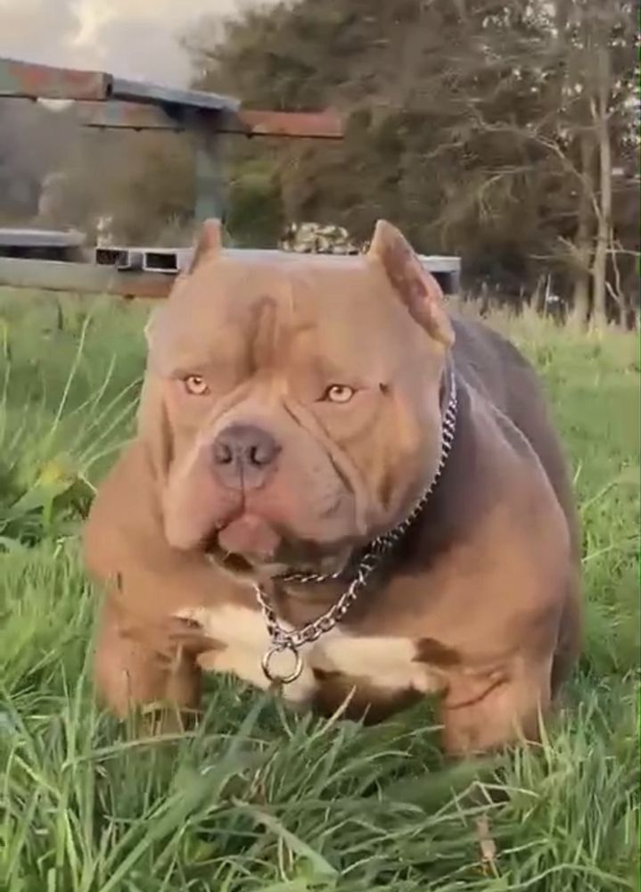 American Bully Pocket ABKC piesek
