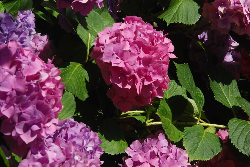 Гортензія хамелеон саджанці 2шт.