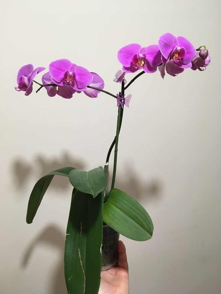 Фаленопсис.  Орхидея.