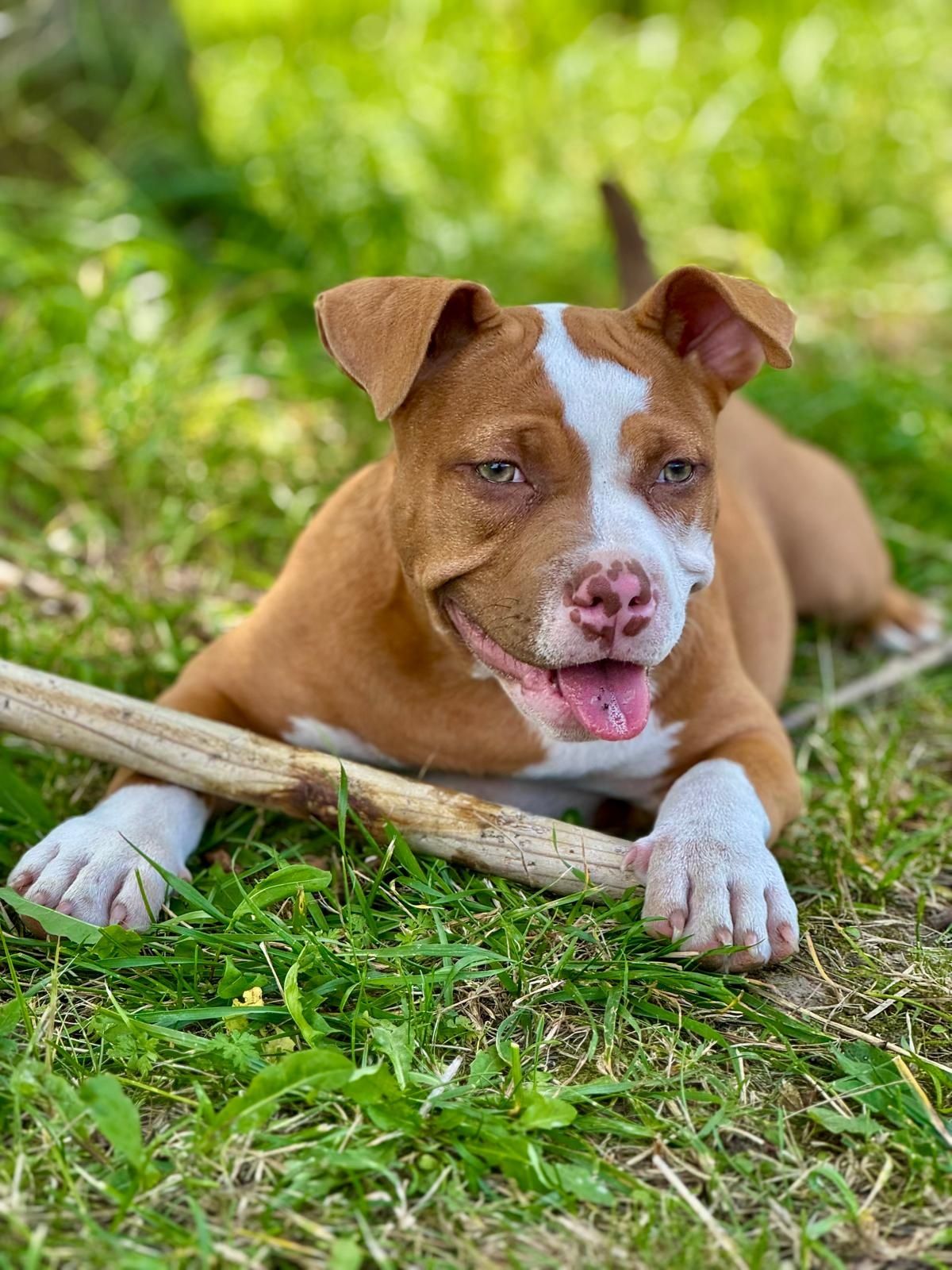 American Bully Pocket suczka