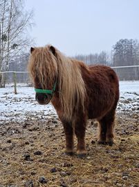 Piękny kasztanowaty kucyk do adopcji