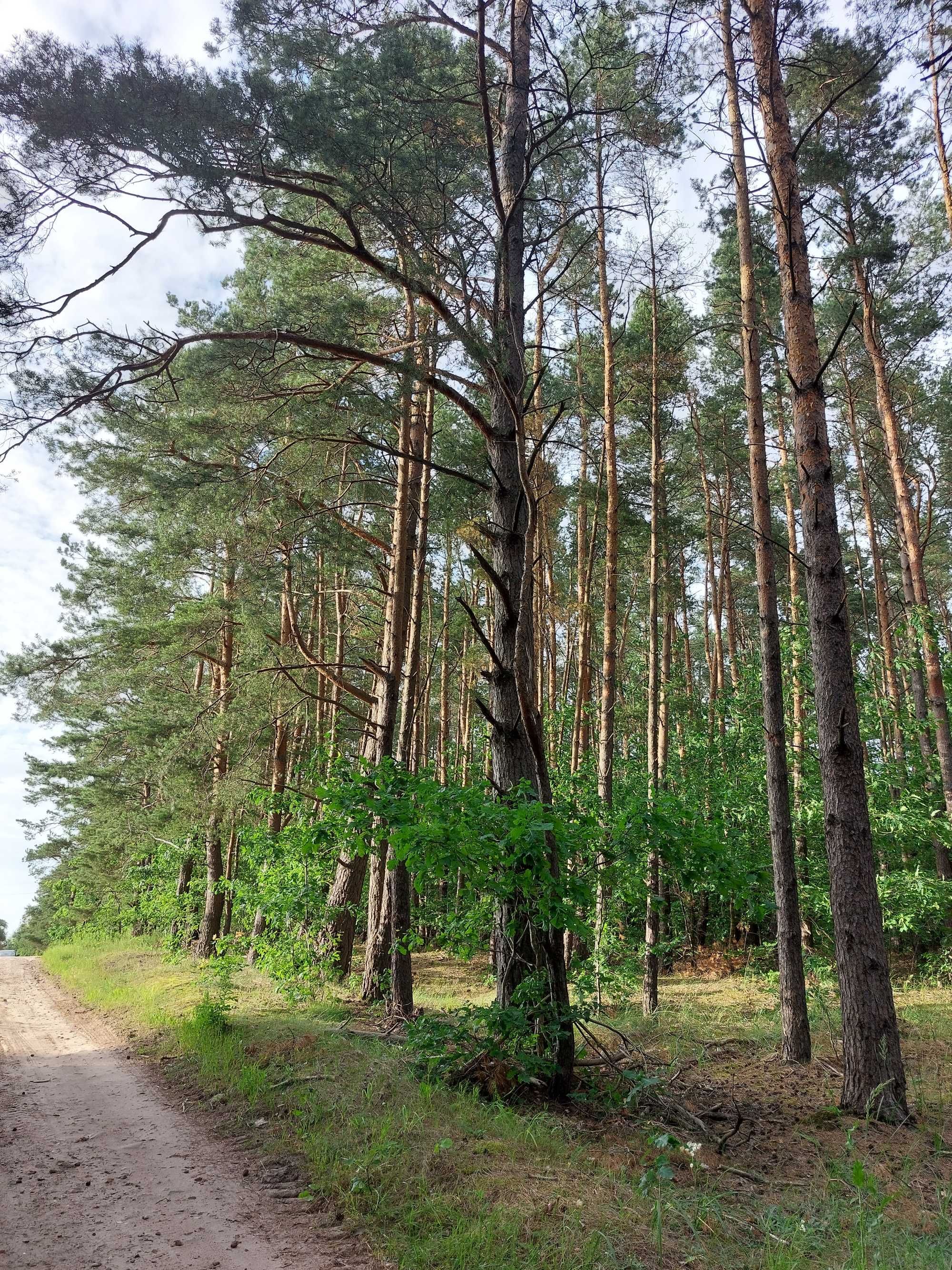 Sprzedam działkę leśno-rekreacyjną