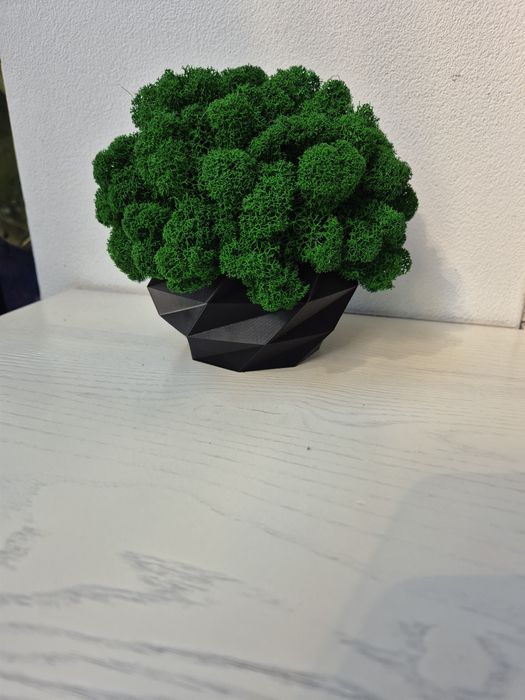 Chrobotek w doniczce ciemna zieleń 18cm