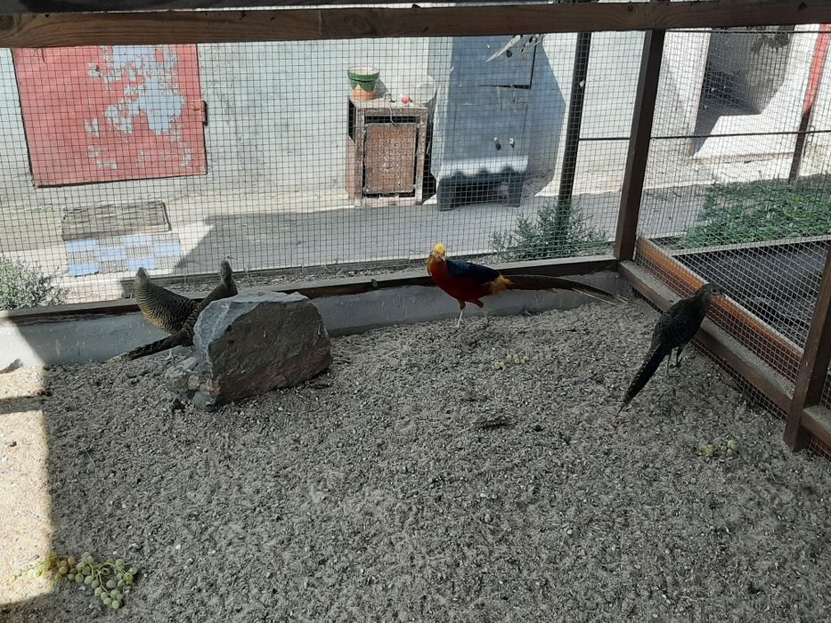 Золотий , червоний фазан (семья 3+1)