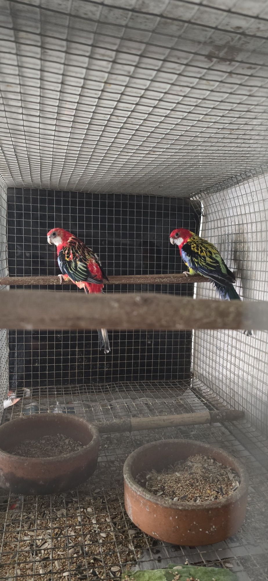 Roselas e ringneck
