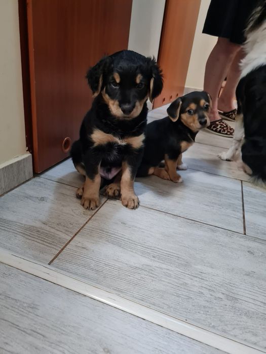 Pieski oddam za darmo w dobre ręce piesek szczenięta