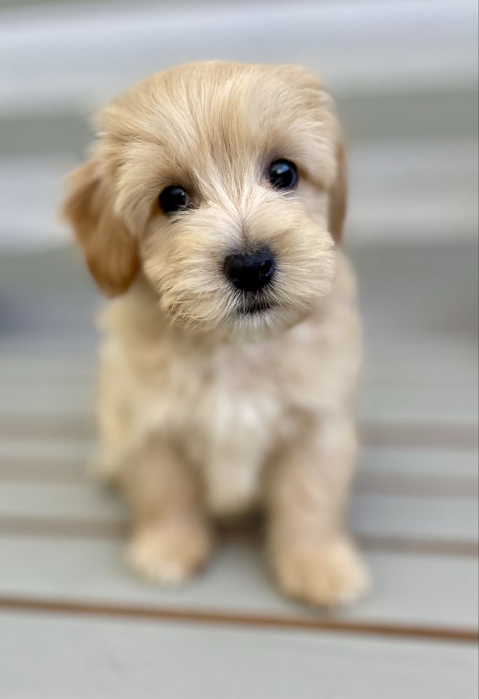 Maltipoo f1- chłopak