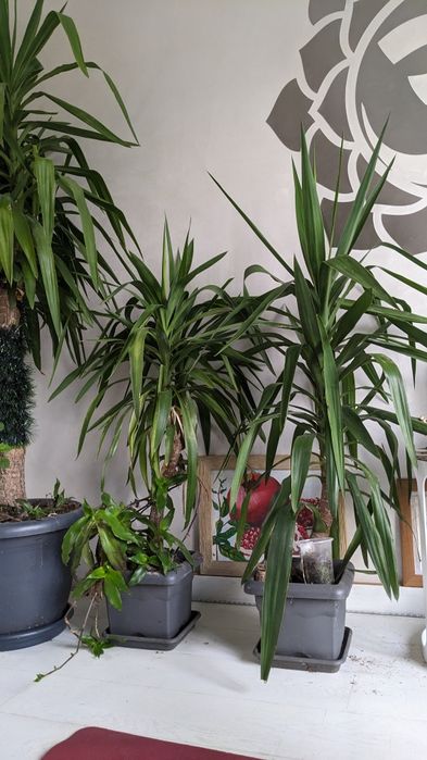 Пальма юкка, дерево юкка.