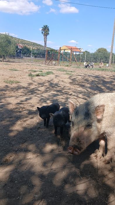 Porcos pig e vietnamitas.
