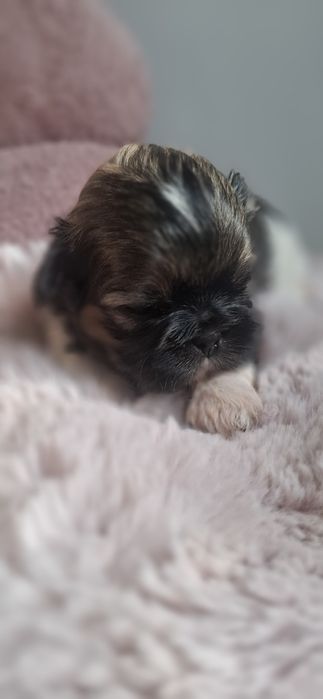 ZAREZERWOWANA Shih tzu sunia tricolor