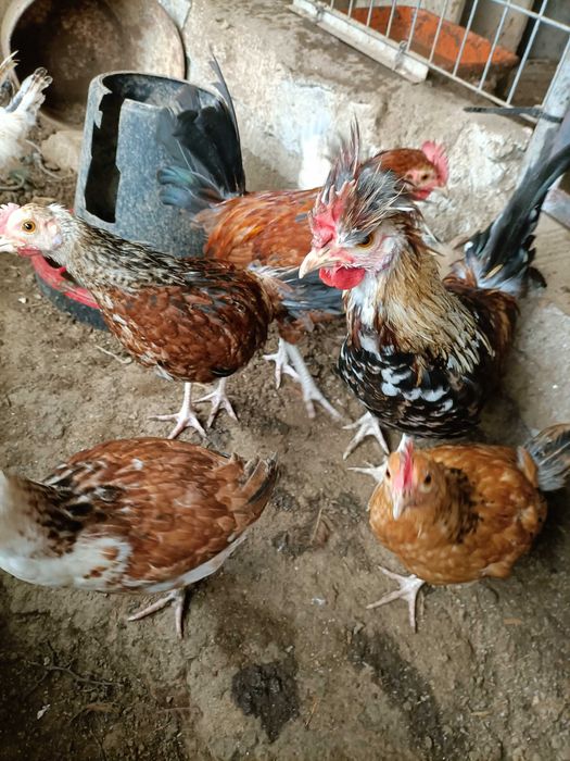 Garnizos.             .