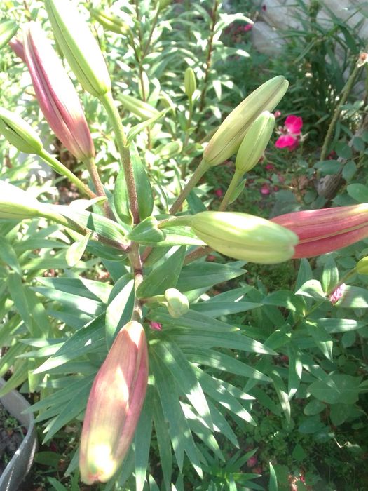 Продам лилии жолтые