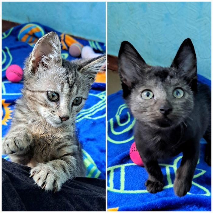 Красиві малюкі до 3х міс ручні