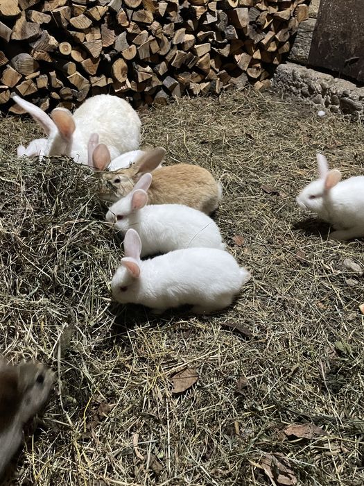 Продаються молоді кролики породи Термон