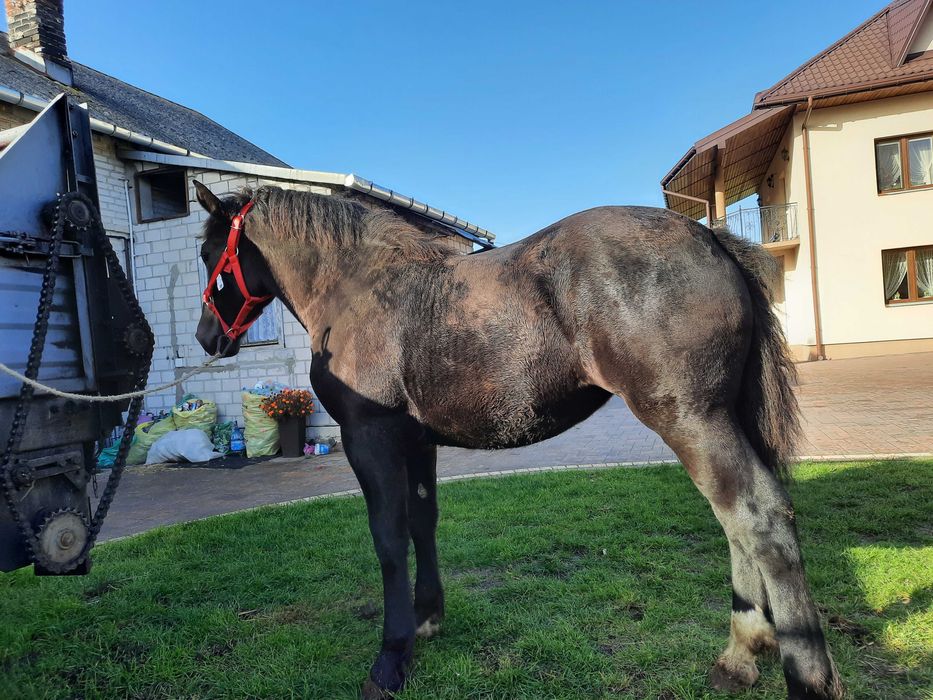 Źrebica zimnokrwista kara 9 miesięcy
