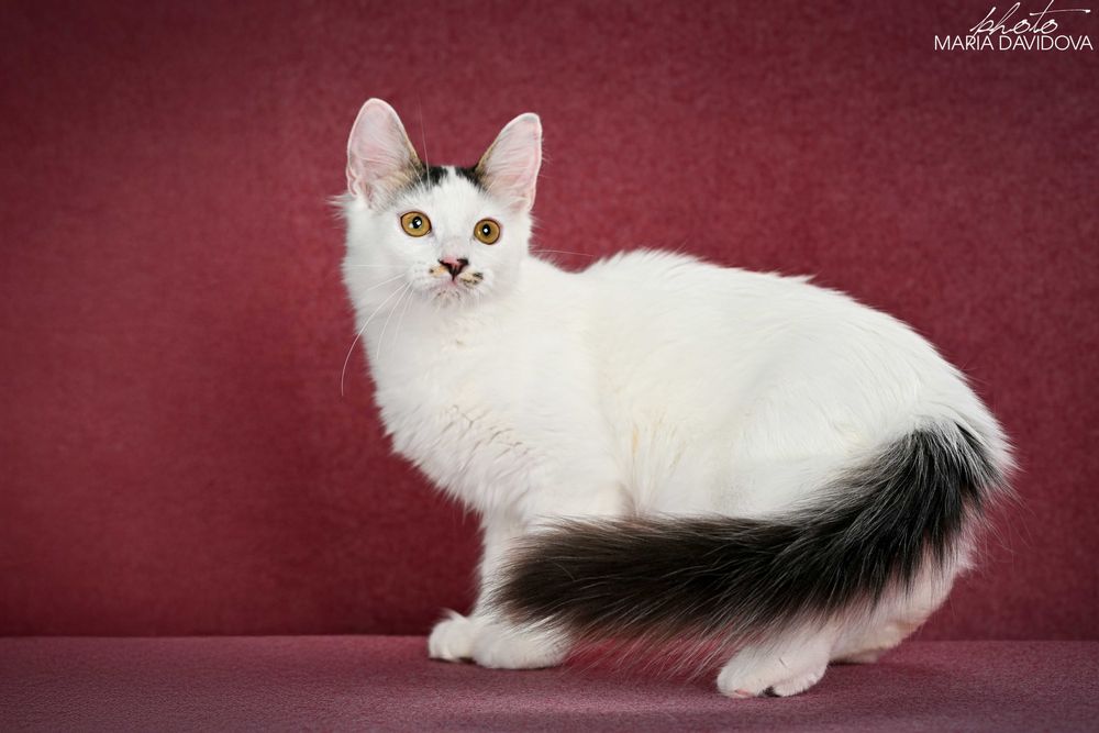 Котик манчкин лонг с забавным пятнышком на мордочке
