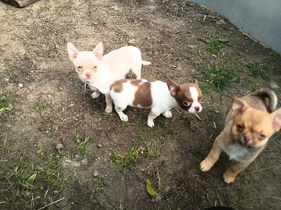 Чихуахуа дітки, хлопчики