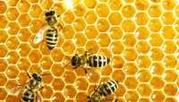 Продам бджолосім'ї, бджолопакети
