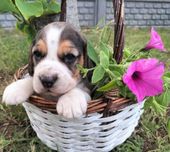 Szczeniak rasy Beagle