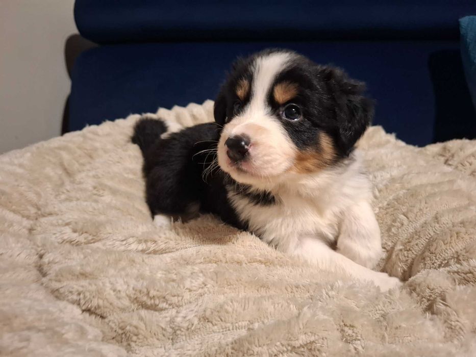 Border Collie Szczeniak black tri color