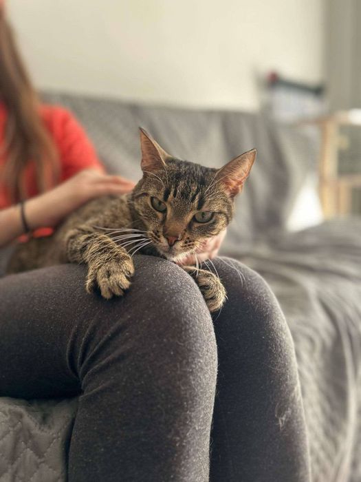 Młoda kotka szuka domu na zawsze