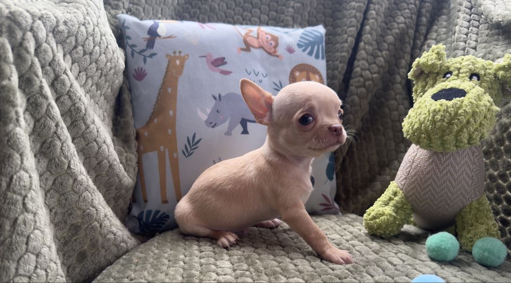 Chihuahua PIESKI  gotowe do odbioru