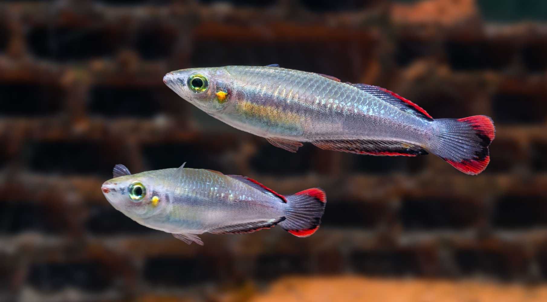 Bedocja madagaskarska - Aterynka - Bedotia geayi - dowozimy, wysyłamy
