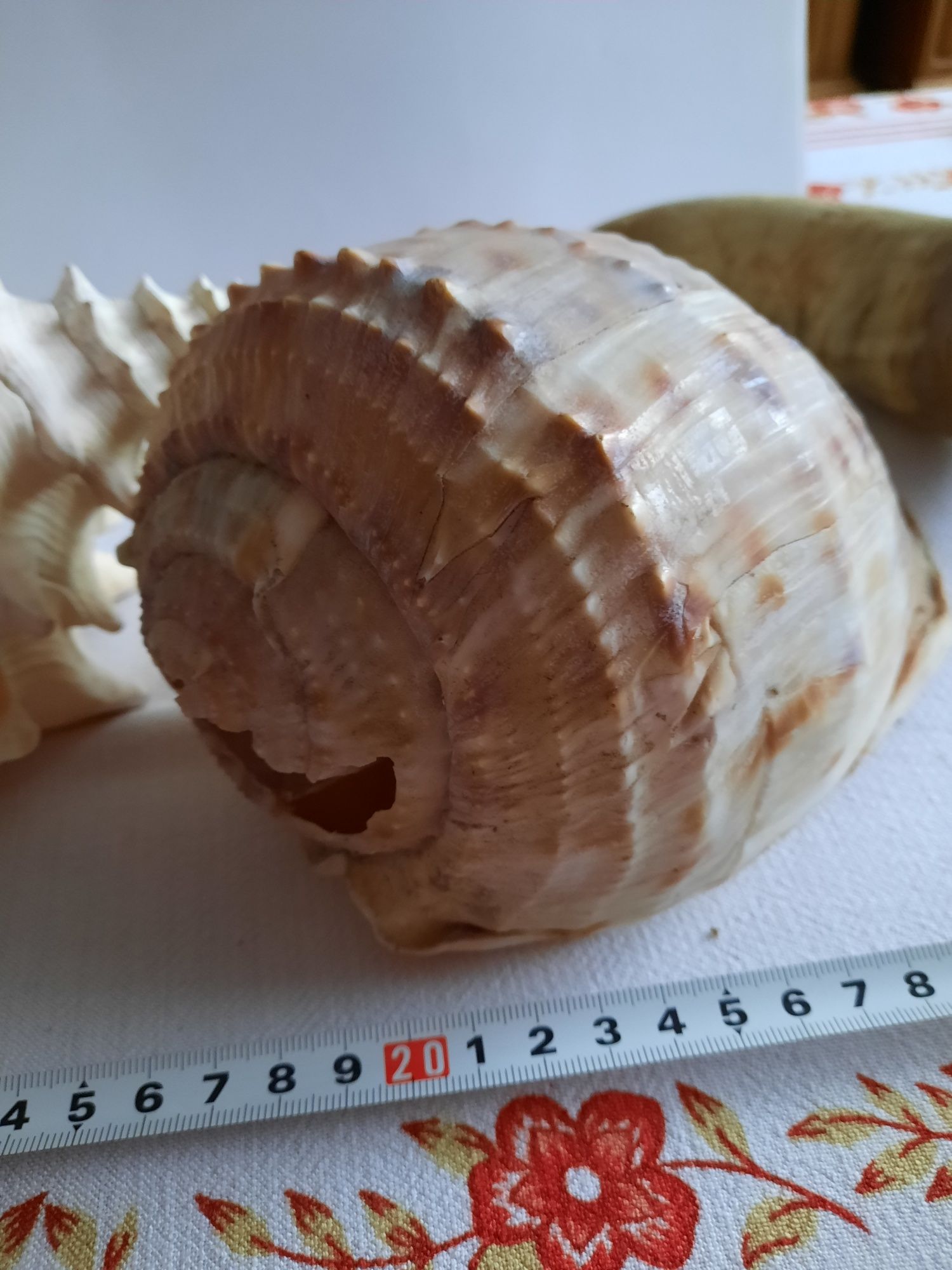 Zestaw duzych muszli do akwarium i jeden róg