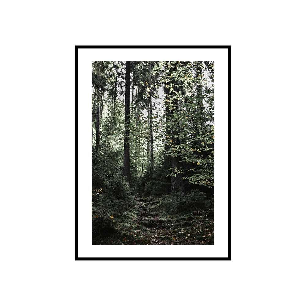 Plakat obraz zdjęcie format A3 30x40 cm las drzewa góry