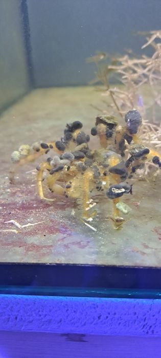 Krab Dekorator Camposcia Retusa