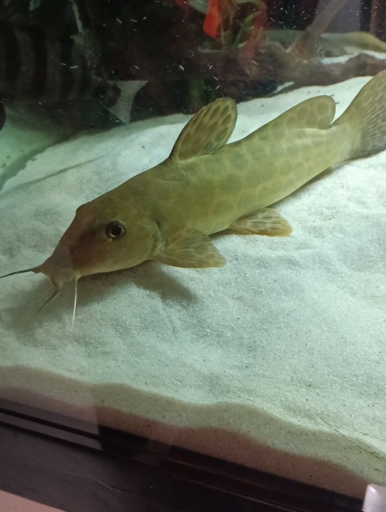 Auchenoglanis occidentalis(Girafe Catfish)