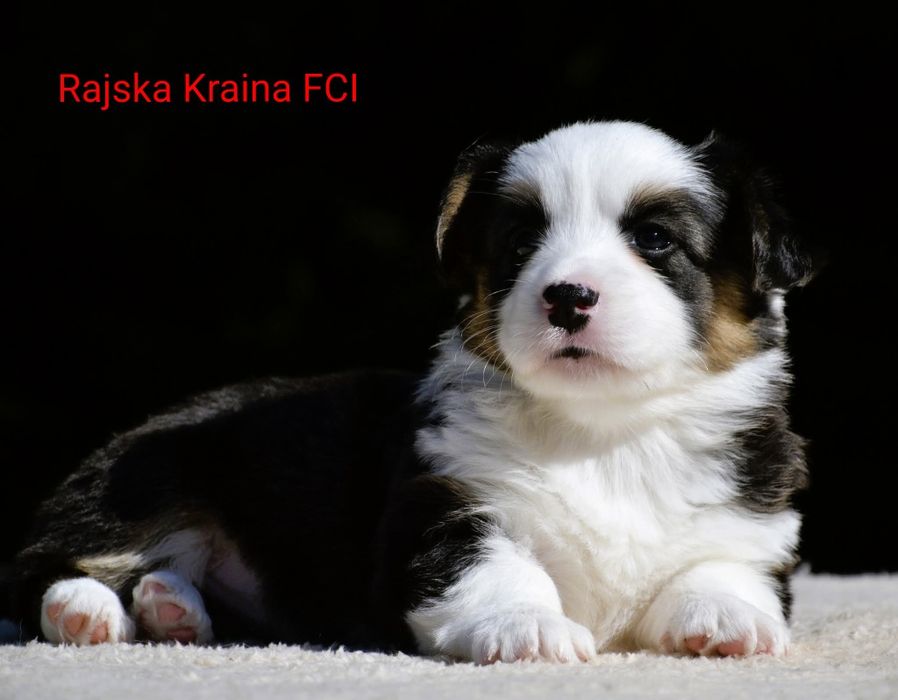 Welsh Corgi Cardigan zima 2025