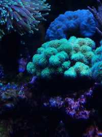 Pocillopora damicornis neon green, koralowiec, morskie