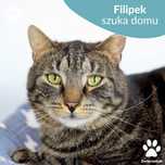 Piękny kocurek do adopcji! Poznajcie Filipka!