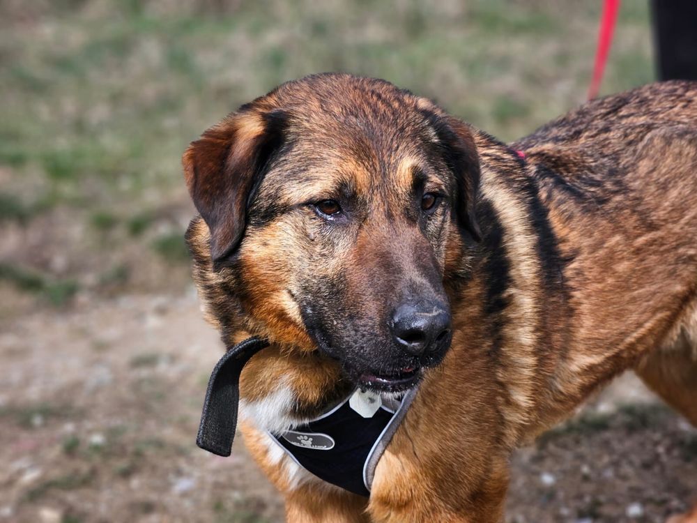 Texas - spokojny pies gotowy do adopcji