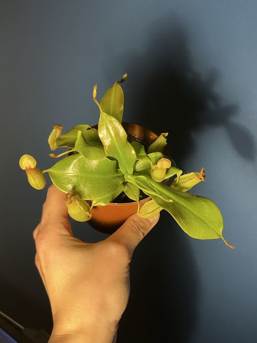 Непертес Gaia гайя