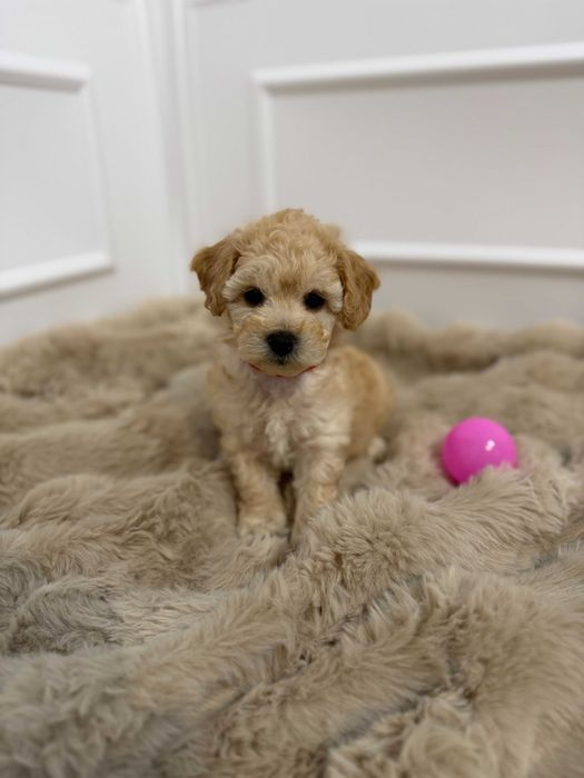 Śliczne Bichpoo/Poochon Maltipoo suczka
