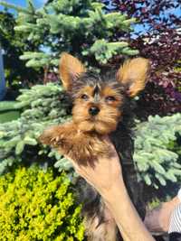 Szczeniak Yorkshire terrier, chłopiec