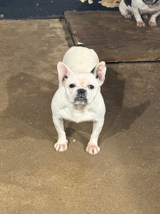 Buldogue Frances Femea
