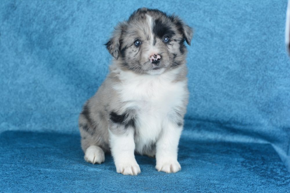 Miniaturowy Owczarek Amerykański- suczka blue merle