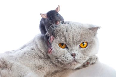 Deratyzacja Dezynsekcja Koszalin - myszy, szczury, owady.