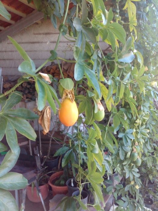 Variedade de maracujá rara e outras variedades de plantas tropicais.
