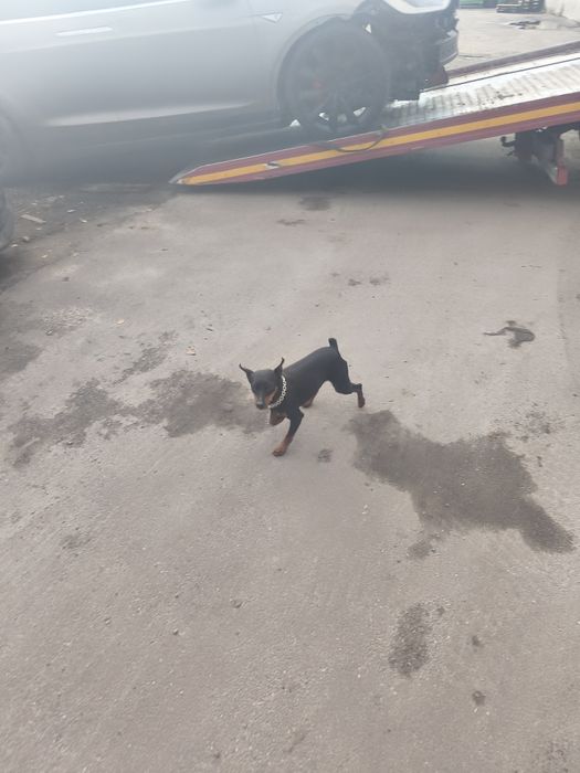 Ищем девочку для случки Цвергпинчера