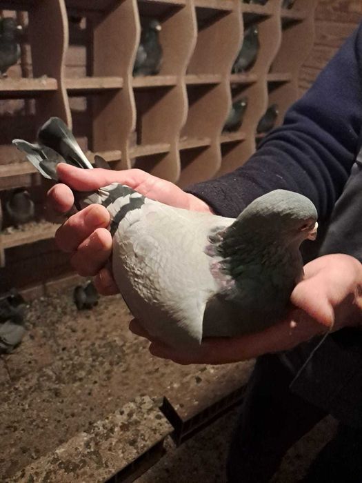 Sprzedam 4 do 5 gołebi z  super pochodzeniem Polecam