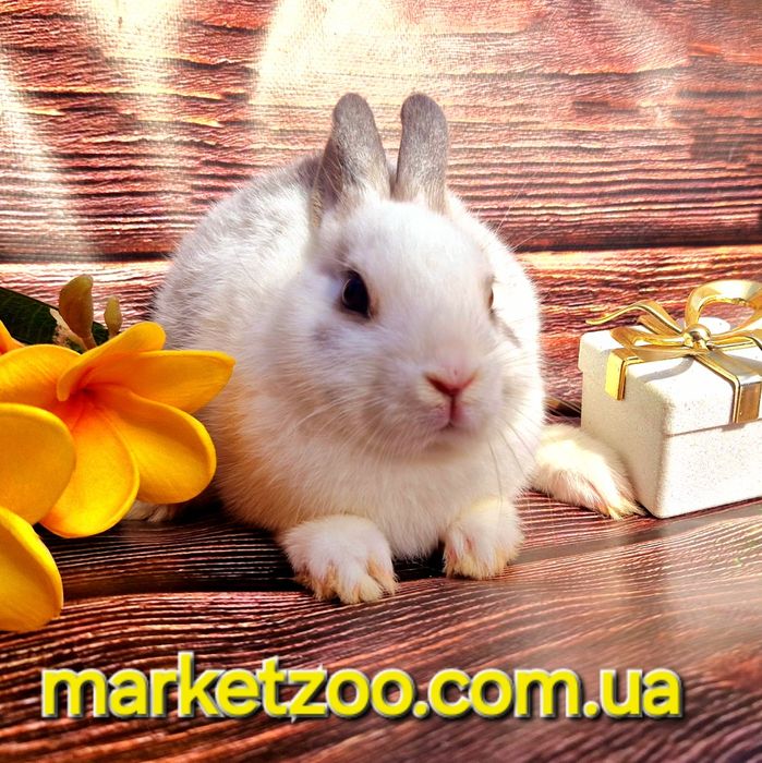Міні кролик Нідерландський хлопчик мініатюрний