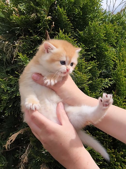 Шотландські кошенята золота шиншила